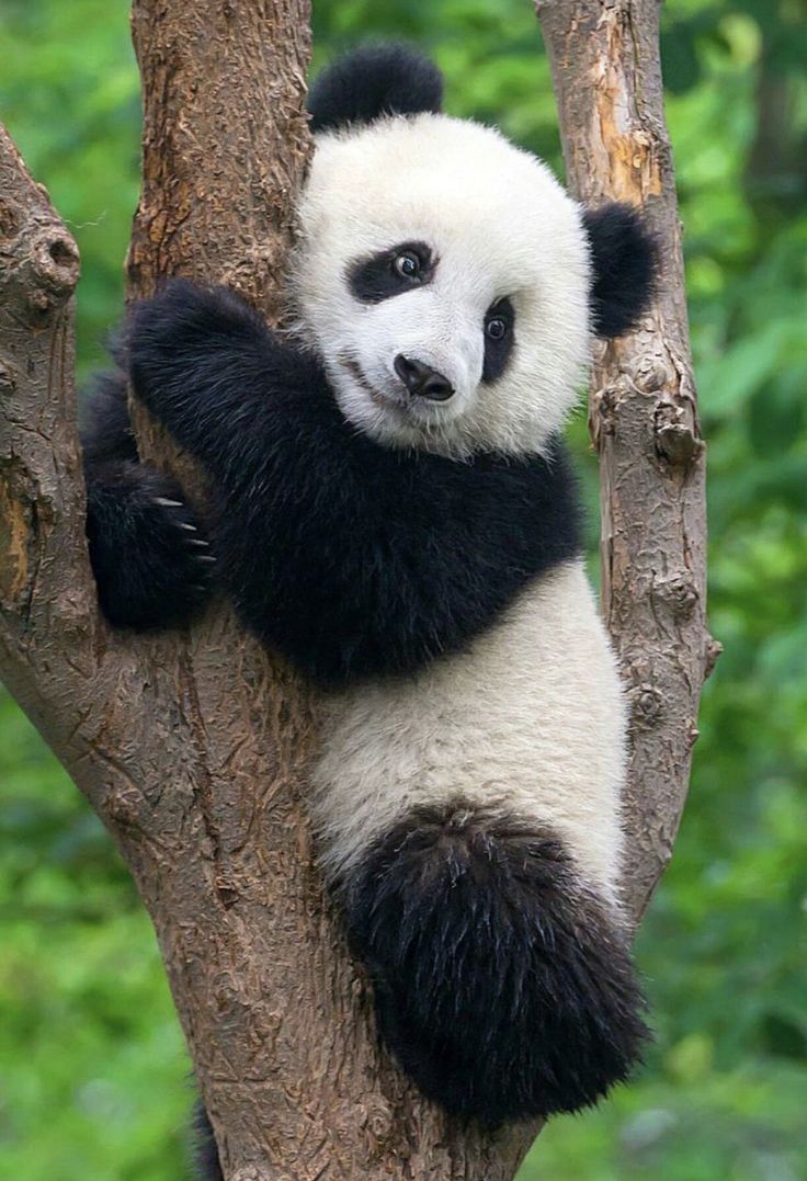 GẤU TRÚC – BIỂU TƯỢNG ĐÁNG YÊU VÀ NỖ LỰC BẢO TỒN TOÀN CẦU